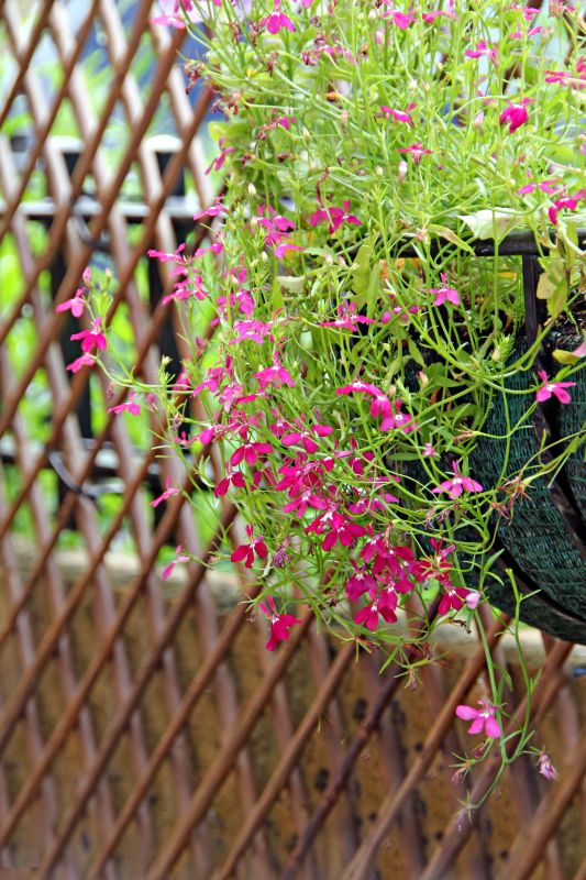 Landscape Trellis Installation